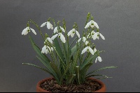 Galanthus 'Greenfield'